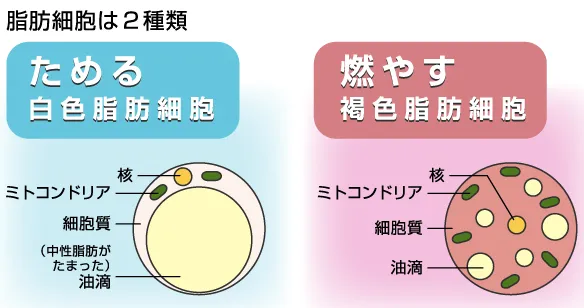整体で冷えや代謝低下をケア褐色脂肪細胞を活性化する身体作りの秘訣