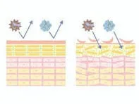 エステで実現する福岡県北九州市の皮膚のバリア機能とは何かと高め方を詳しく解説